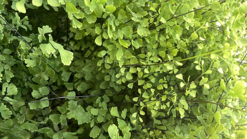 もう枯らさない！観葉植物の水やりの仕方のコツ