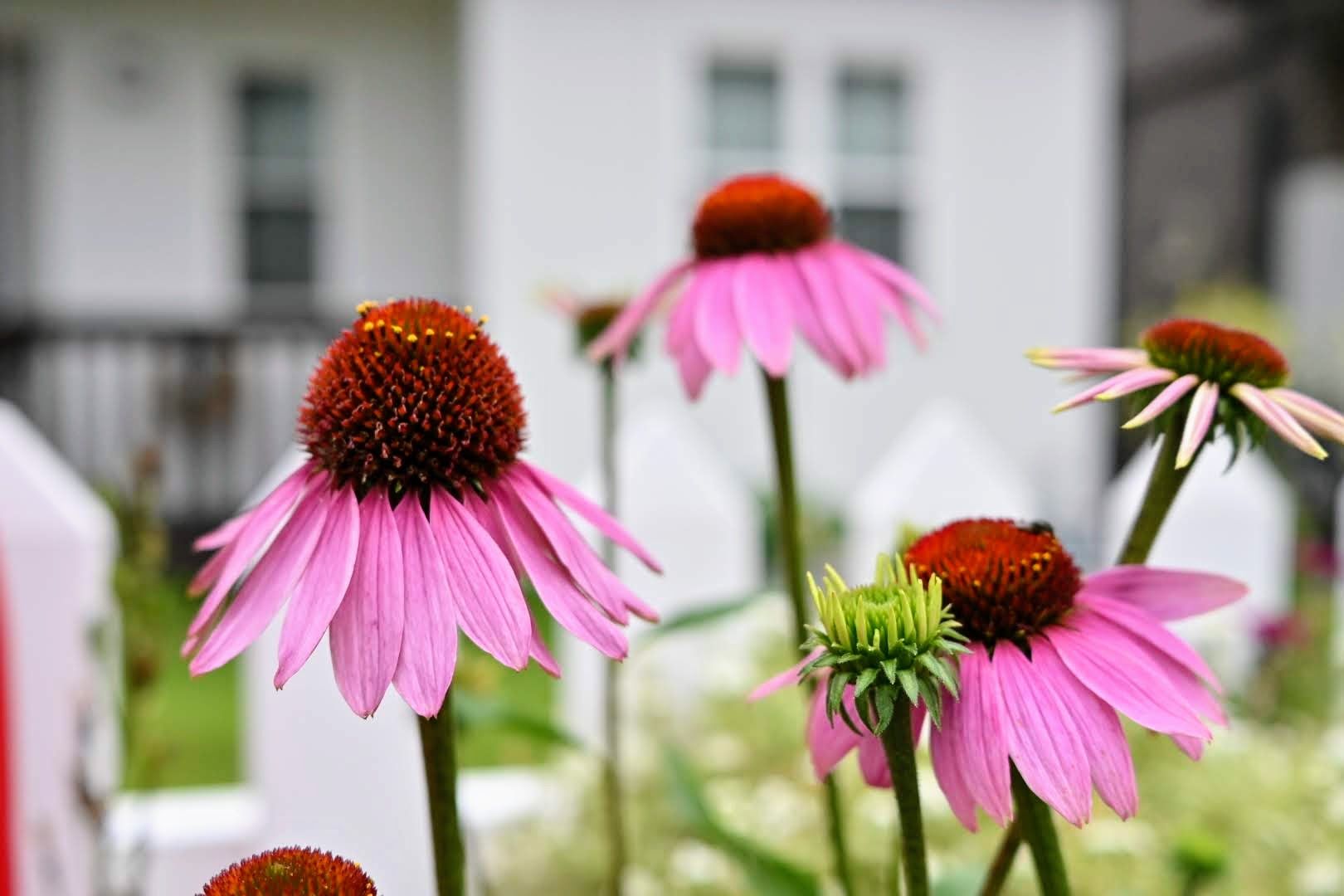 家の花壇の花です。エキナセアが開花しました。
