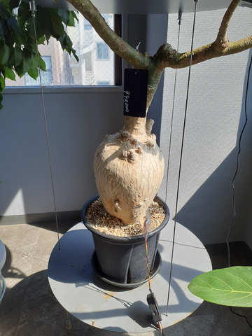 ▲Hさんが開発したセンサー！で土中の水分量を測定