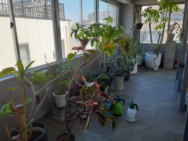 ▲デスク前の植物たち